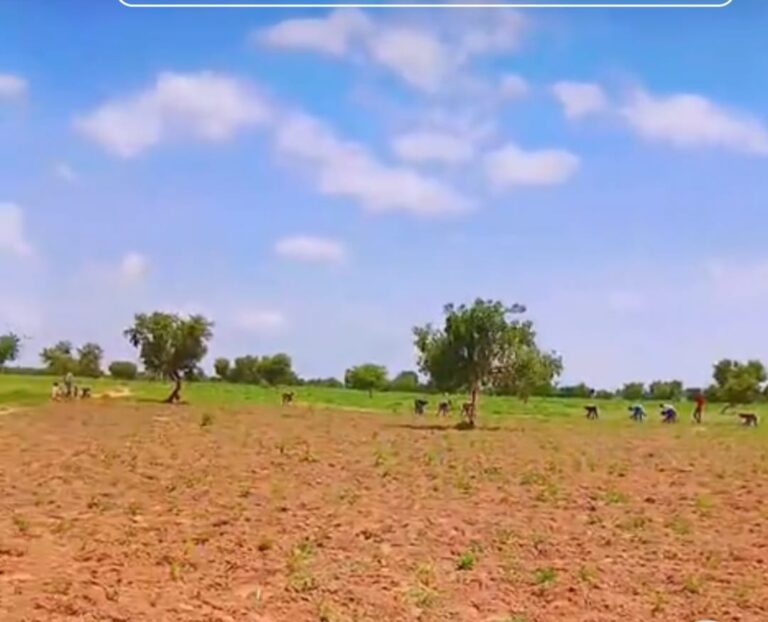 KT16092502: (FOR SALE) 50 Hectares of Prime Farmland in Farun Bala, Katsina – ₦50 Million